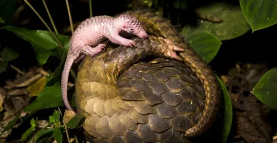 Das meist gewilderte Tier der Welt: Deshalb ist der Pangolin so besonders