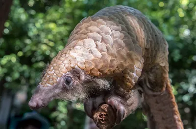 Temminck pangolin's diet and climate change | Research | Tswalu Kalahari