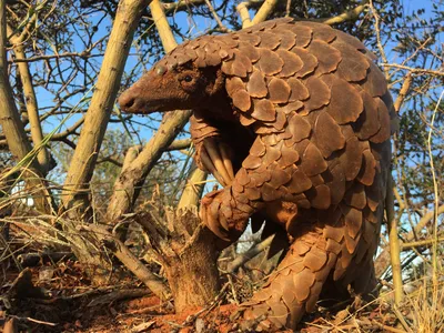 Pangolin | Taronga Conservation Society Australia