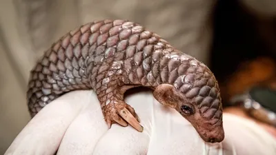 Baby Pangolin Rescued and Nursed Back to Health in Thailand