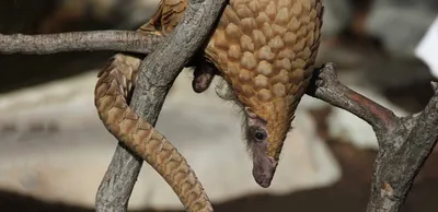 Prague Zoo celebrates World Pangolin Day with Europe's first pangopup -  Prague, Czech Republic