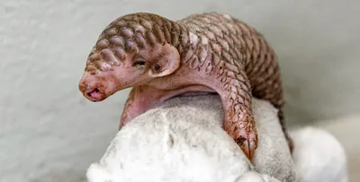 Pangolin | Species | WWF