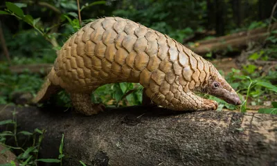 China Announces Its Largest-Ever Seizure Of Trafficked Pangolin Scales :  The Two-Way : NPR