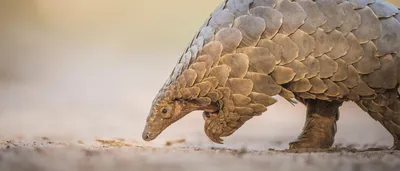 Pangolin | African Wildlife Foundation