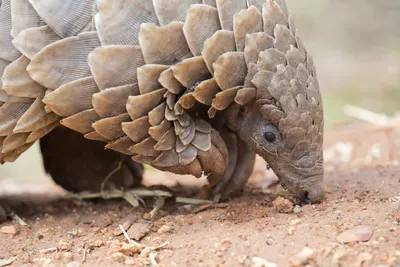 The Chinese pangolin (Manis pentadactyla). (Source: © Jason S.C. Chin,... |  Download Scientific Diagram