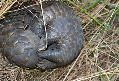 Pangolin guide: where they're found, and why they're the most trafficked  animal in the world - Discover Wildlife