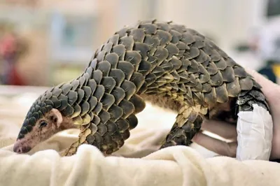 A Bush Walk with Pea the Pangolin in Mozambique