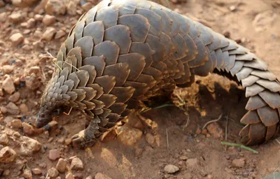 Scientists discover a new species of pangolin