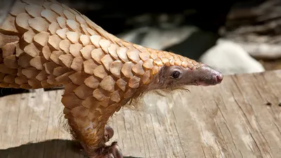 File:Pangolin (51837575293).jpg - Wikimedia Commons