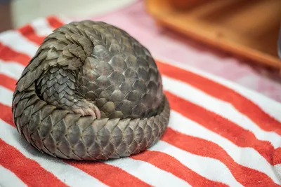 In photos: Pangolin rescued from illegal trade released back into the wild  | Cute and Cool | Earth Touch News