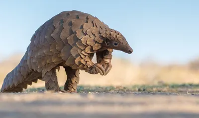 How genomic research could help save the white-bellied pangolin |  University of California