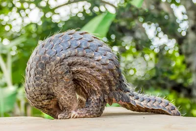 7 Things You (Probably) Didn't Know About Pangolins