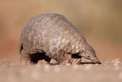 World Pangolin Day 2018 I So unknown but yet so threatened