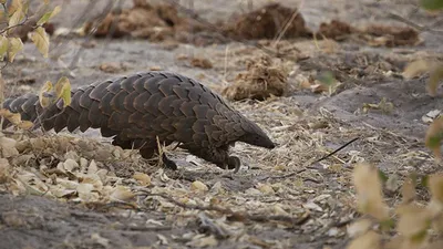 The pangolin puzzle: scratching the surface | David Shepherd Wildlife  Foundation