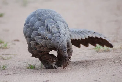 The Unassuming Pangolin | Wild View