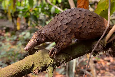 The Pangolin Extinction Vortex - JSTOR Daily