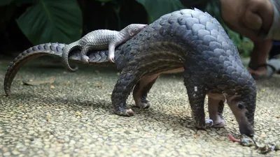 Pangolin, The 'Artichoke With Legs,' Earns Top Trade Protection : The  Two-Way : NPR