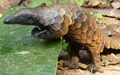 Was Sie über den Pangolin/das Schuppentier wissen sollten | IFAW