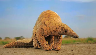 Pictured here is a pangolin. Known as “scaly anteaters,” the species can be  found in Asia and Africa. Mostly nocturnal creatures, they have… | Instagram