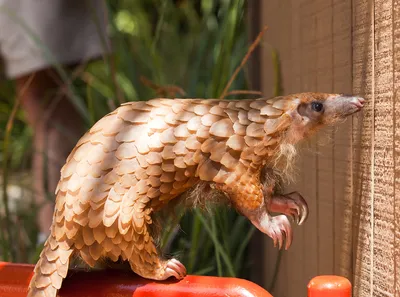 Pangolin | The pangolin is a prehistoric-looking animal that… | Flickr