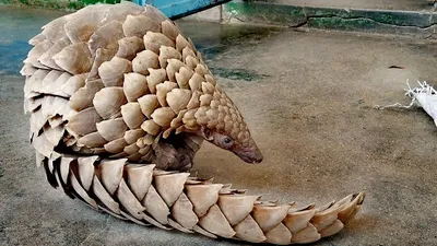 Pangolin pain » TheVoiceBW