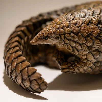 Pangolin Facts: The World's Most Trafficked Animal