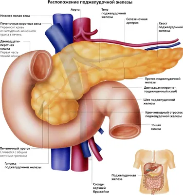 Панкреонекроз-симптомы,причины,прогноз и лечение | ПРАВДИВАЯ ОНКОЛОГИЯ |  Дзен