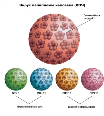 Папиллома: как передается вирус ВПЧ, насколько он опасен и можно ли  заразиться в общественном месте