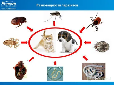 Внешние паразиты кошек и собак Мир хвостатых - журнал о домашних питомцах.