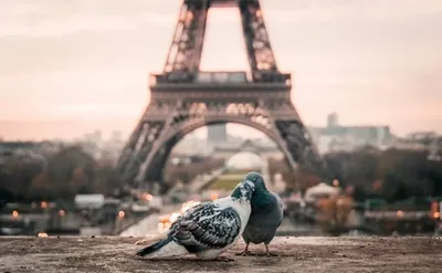 Фото Парижа скачать бесплатно в нашем фотобанке. | Путешествие воздушным  транспортом, Париж, Путешествия