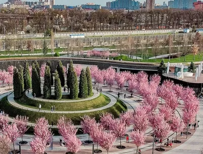 Городской парк \"Краснодар\" (парк Галицкого) в начале лета» — фотоальбом  пользователя NataliaC на Туристер.Ру