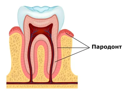 Воспалительные заболевания пародонта - Cтоматология Май