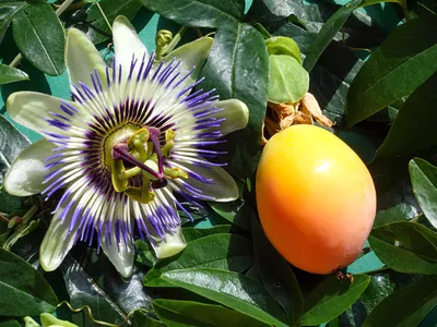 Пассифлора Голубая Страстоцвет Голубой Кавалерская Звезда Passiflora  Caerulea - купить семена овощей с доставкой по Украине в магазине Добродар