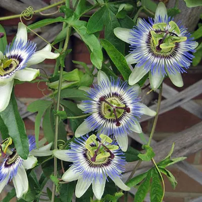 Каталог Пассифлора Голубая \"Passiflora Caerulea\" 3 шт от магазина ThFlora