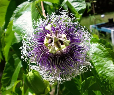 Пассифлора голубая Перпл Рейн 70/100 Passiflora caerulea Purple Rain 2,5л  (Н) — цена в LETTO