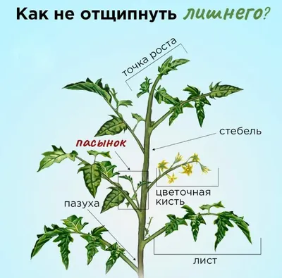 Как правильно пасынковать томаты | Огород на подоконнике | Дзен