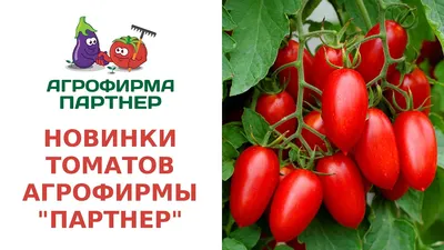 Посадка помидоров по два в лунку, что дает | Огород с помидорами,  Выращивание овощей, Овощные грядки