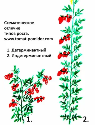 Как подвязать помидоры в теплице, как подвязать помидоры, как пасынковать  помидоры, как подкормить помидоры - 28 июня 2022 - chita.ru