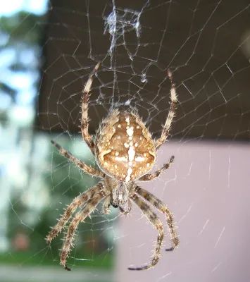 Крестовик недовольный (Araniella displicata) - Природа Республики Мордовия