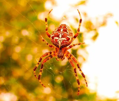 Обыкновенный крестовик (Araneus diadematus) - Picture Insect