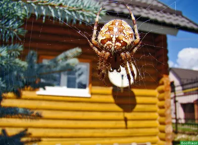 Фотогалерея - Пауки (Aranei) - Крестовик угловатый (Araneus angulatus) -  Природа Республики Мордовия