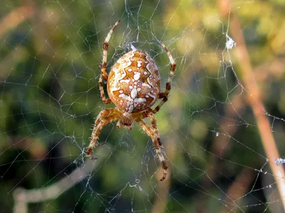 MacroID.RU - Паук- крестовик