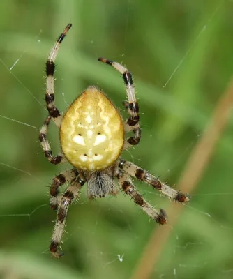 Крестовик четырехпятнистый (Araneus quadratus) - Picture Insect