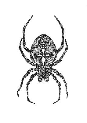 Элементы интерьера: Паук \"Крестовик\" в интернет-магазине Ярмарка Мастеров  по цене 16000 ₽ – QE8FKBY | Элементы интерьера, Волгодонск - доставка по  России