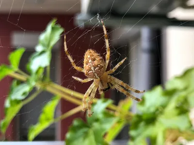 Фотокаталог членистоногих: Обыкновенный крестовик (Araneus diadematus)