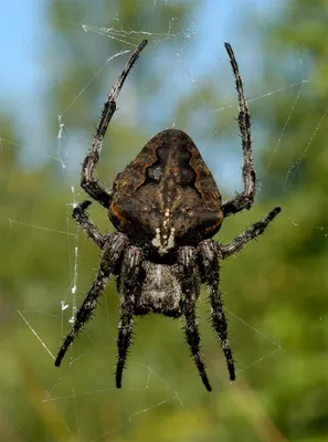 Wiki Nature - Паук крестовик. Как у большинства... | Facebook