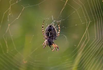 Самый большой паук / Largest spider | Энциклопедия приморья