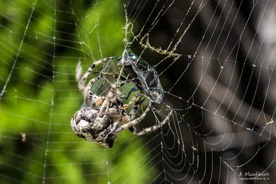 Крестовик квадратный, Araneus quadratus. — Алтайский биосферный заповедник