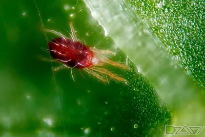 Коллекции растений ЦСБС СО РАН - Chamaedorea elegans Mart. – Хамедорея  изящная