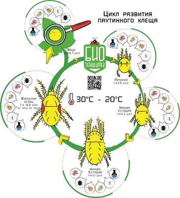 Паутинный клещ – наиболее опасный вредитель закрытого и открытого грунта -  Тенденции - Форум dzagi.club